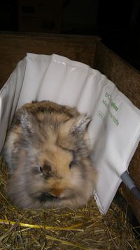 Kaninchen mit eitigen Nasenausfluss