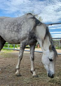 Hufreheschub bei Pony im Winter